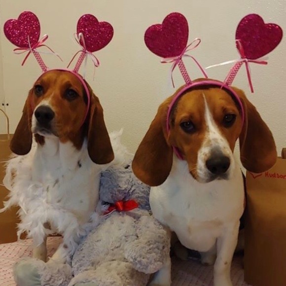 busybeagle